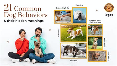 21 Common Dog Behaviors And Their Hidden Meanings Dogsee