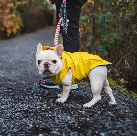Sir Charles Barkley Is Instagrams Most Adorable French Bulldog
