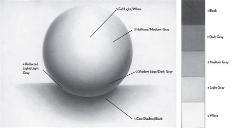 Drawing A Sphere Allows You To Draw All The Rounded Parts Of The Face