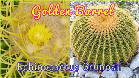 Native american tribes across the american southwest have relied on foraged. Golden Barrel Cactus - ECHINOCACTUS GRUNOSII Info & Care ...