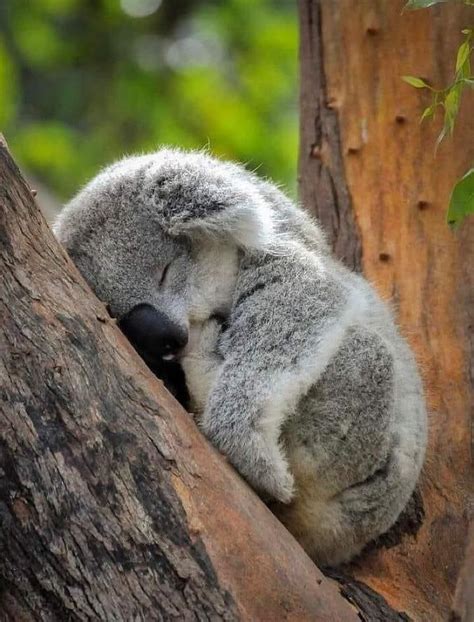 Sleeping Baby Koala Raww