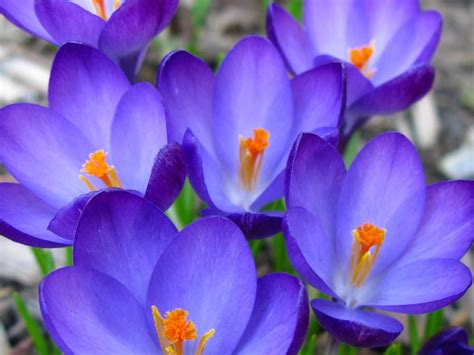 Crocus Flower Growing Tips You Need To Know Birds And Blooms