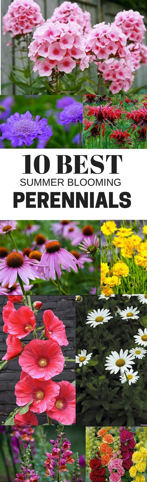 This bloom will feature in any perennial flowers list, mainly for its vibrant combination of colors. 10 Best Summer Blooming Perennials | Sprinkles and Blooms ...