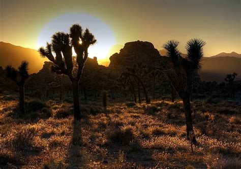 73 Joshua Tree Wallpaper Wallpapersafari