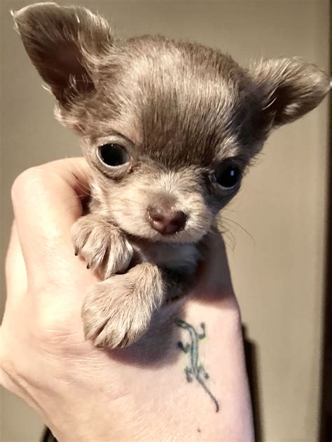 Aye Chihuahua Pequeno Que Lindo🌺 Teacup Chihuahua Puppies