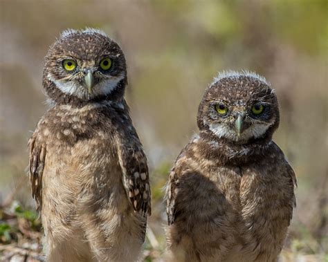 Shallow Focus Photography Of Two Brown Owls Hd Wallpaper Wallpaper Flare