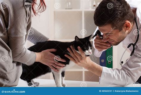 Examination At A Veterinarian S Office Stock Image Image Of Health