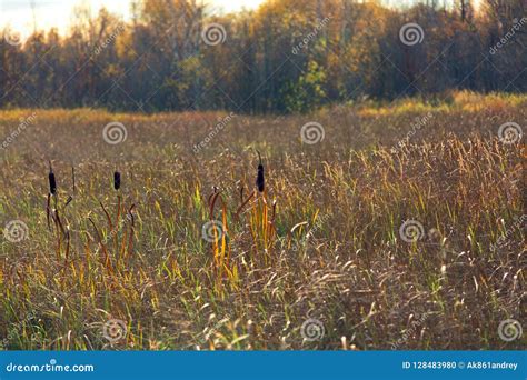 Reed In The Swamp Overgrown With Grass Stock Photo Image Of