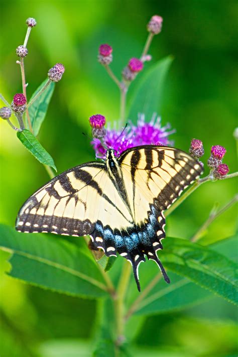 papilioninae - swallowtails butterfly - Birds and Blooms