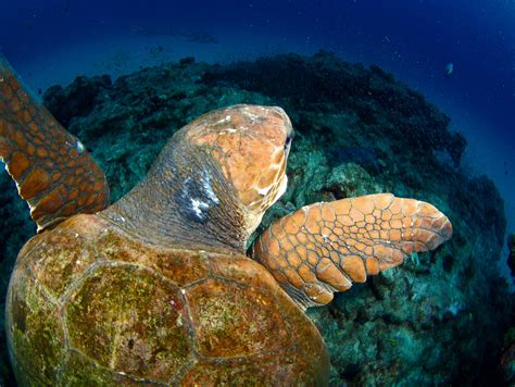 Sea Turtle Conservation In The Land Of Urashima Taro — The State Of The
