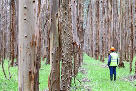 √ Forestry Sustainable Forest Management Alumn Photograph