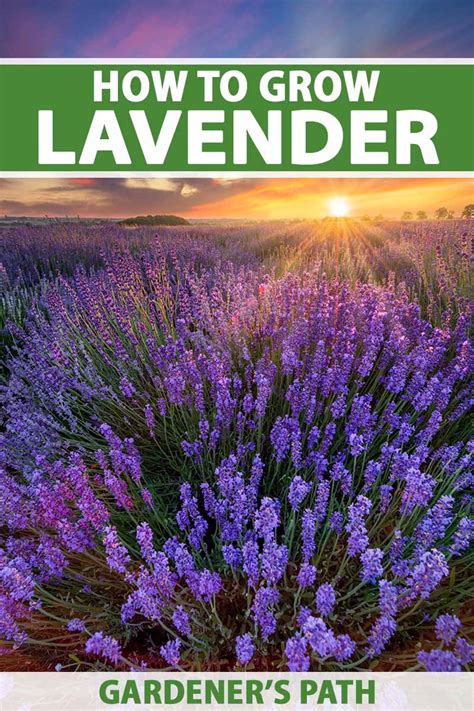 How To Plant And Grow Lavender Gardeners Path