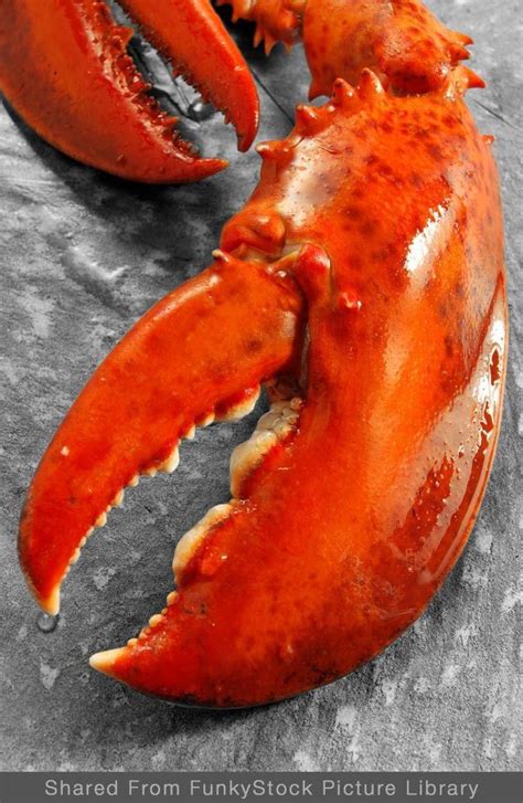 Yes, whole foods do accept ebt at their stores as a form of payment at all locations. Whole cooked lobster claw ready to eat. ……See more ...