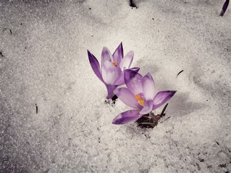 Flores Com Neve