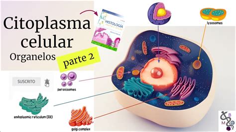 Citoplasma Celular 2 La Célula Y Citoesqueleto Histología Ross