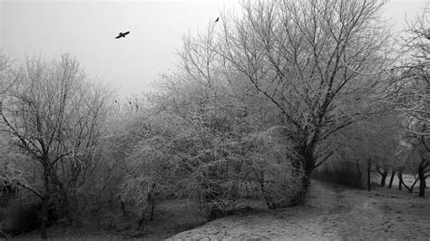 Wallpaper Trees Birds Dark Snow Winter Branch Cold Morning