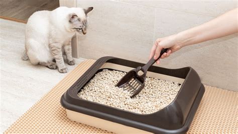 Cat Poop What Is Normal And What Should Ring Alarm Bells Purina