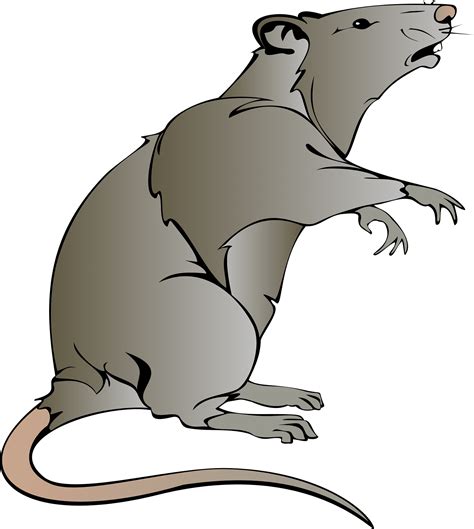 Clipart Rats