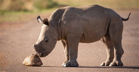 Baby Rhino 5 Calf Pictures And 5 Facts A Z Animals