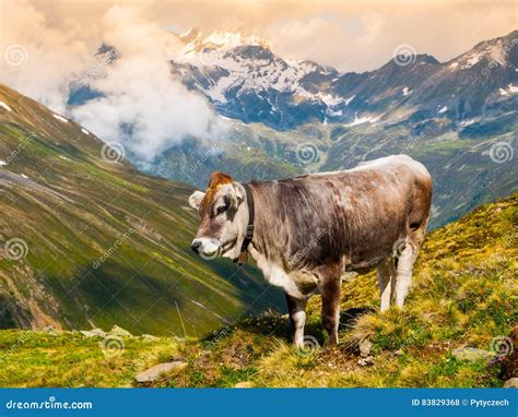 Alpine Cow Grazing In The Mountains Stock Photo Image Of Hill