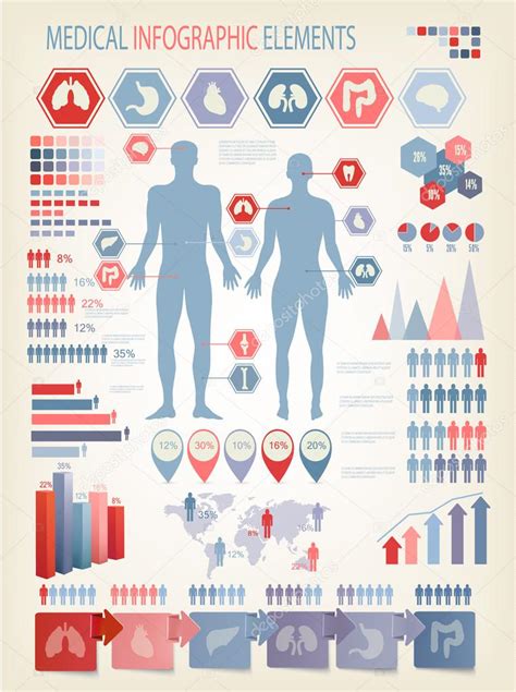 Medical Infographics Elements Human Body With Internal Organs Stock