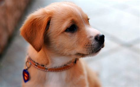 Free Photo Cute Dog Animal Cute Dog Free Download Jooinn