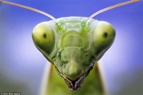 Bugs Eyes Close Up Photographs Show Amazing Detail Of How