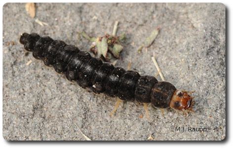 Both adults and larvae have glands at the rear of the. Friendly soldiers - Soldier beetles, Chauliognathus spp ...