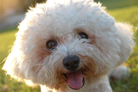 79 How Much Is A Bichon Frise Dog Image Bleumoonproductions