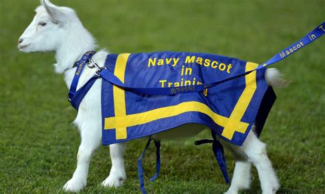 Navys Goat Mascot Recovers From Illness Will Be Ready For Army Game