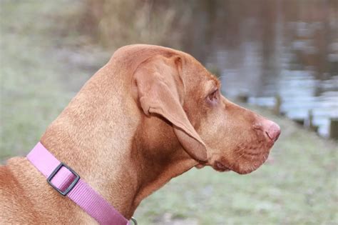 Vizsla Dog Breed Facts And Personality Traits