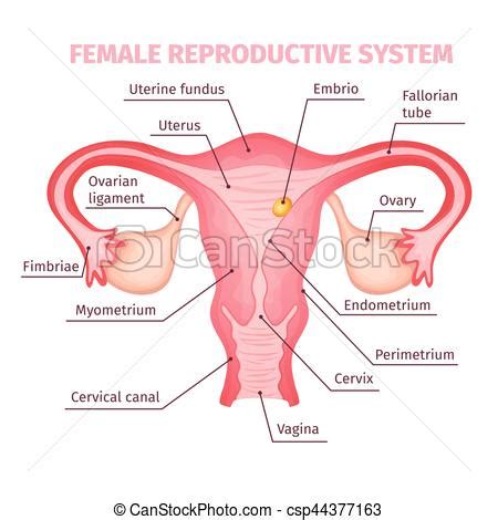 Male and female reproductive system with main parts labeled. Female reproductive system scientific template. Female reproductive system scientific template ...