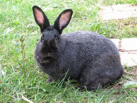 Silver Fox Rabbit Facts Temperament And Care With Pictures