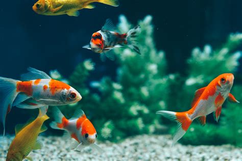 Peixes De água Doce Para Aquário Espécies Preços E Cuidados Guia Animal