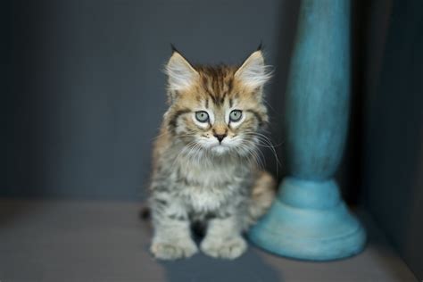 These gentle giants are known for their wild look, intelligence and sweet playful personalities. Maine Coon Cats For Sale | Mount Vernon, WA #282467