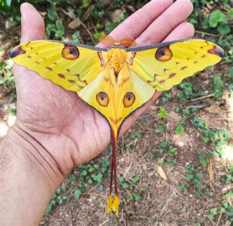 Argema Mittrei The Stunning Madagascan Moon Moth Time To Breed