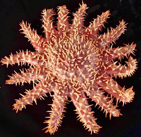 Crown Of Thorns Starfish Beautiful Sea Creatures Ocean Pictures Nature Aquarium