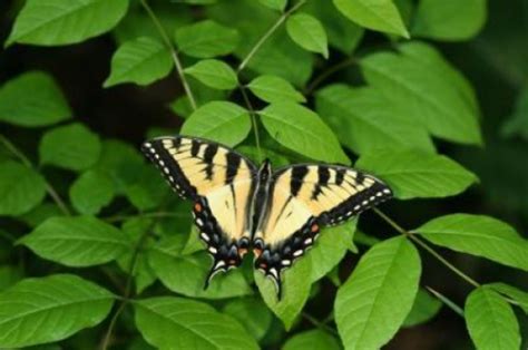 Appalachian Tiger Swallowtail Butterfly Is A Hybrid Of Two Other