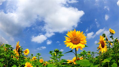 1920x1080 1920x1080 Field Nature Summer Sunflowers