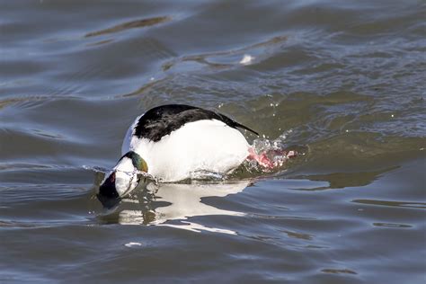 Ann Brokelman Photography In The Wild Bufflehead Ducks