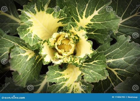 Ornamental Cabbage Flowering Kale Garden Trends Brassica Oleracea