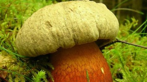 Quiz Time Which Of These Wild Mushrooms Are Safe To Eat Bbc News