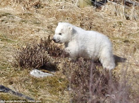 First Polar Bear Cub Born In Britain In 25 Years Steps Out Video