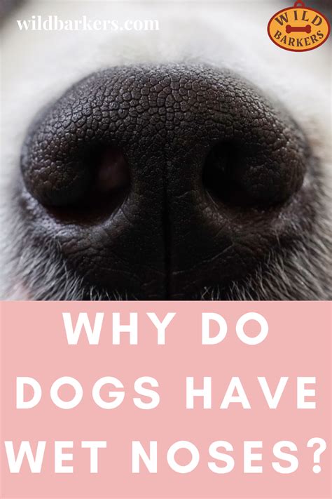 Infections, chronic inflammation, dental disease, cancer, and. Why Do Dogs Have Wet Noses? Are They Suppose To Be Wet? in ...