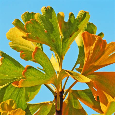 Ginko | Ginkoblätter in Herbstfarben / Ginkgo leaves in autu… | Flickr