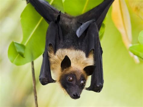 Fruit Bat Bat Facts And Information