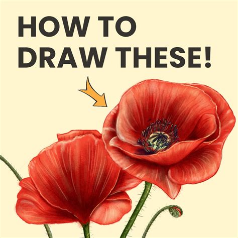 How To Draw A Poppy Flower For Anzac Day Easy Step By Step Method