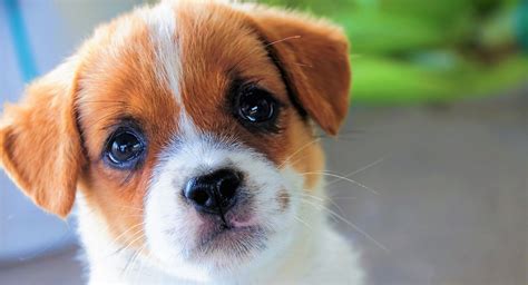 Cute Puppy Face