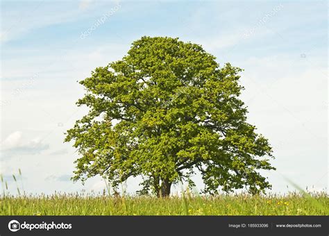 Big Oak Tree Growing Summer Grassland Stock Photo By ©chromorange 185933096