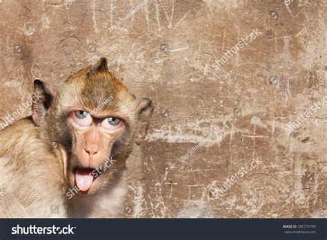 Rhesus Monkey His Tongue Sticking Out Stock Photo 385774795 Shutterstock